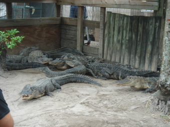 Enlarge photo 20