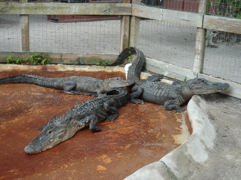 Enlarge photo 23