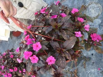 Enlarge photo 24