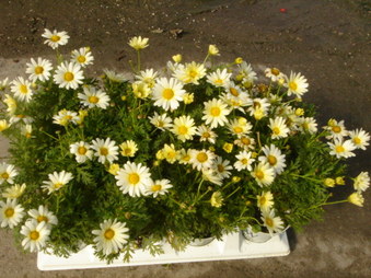 Enlarge photo 31