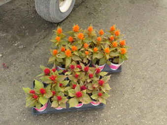 Enlarge photo 32