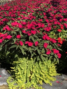 Enlarge photo 44