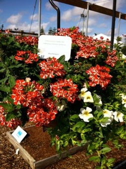 Enlarge photo 17