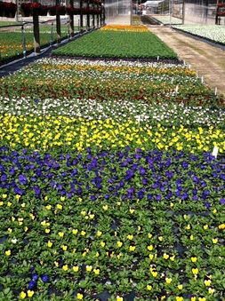 Enlarge photo 29