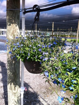 Enlarge photo 12