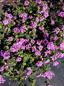 Enlarge photo 13