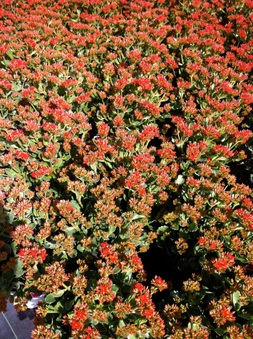 Enlarge photo 31