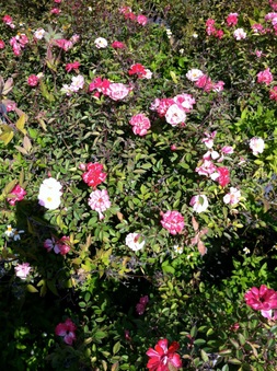 Enlarge photo 15