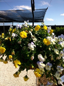 Enlarge photo 4