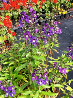 Enlarge photo 26