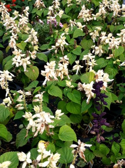 Enlarge photo 28