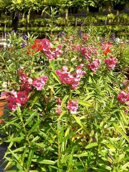 Enlarge photo 34