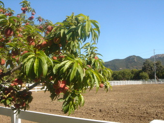 Enlarge photo 42