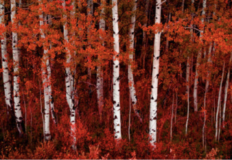 Enlarge photo 13