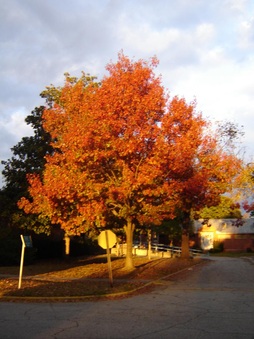 Enlarge photo 52