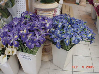 Enlarge photo 269