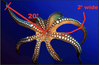 OCTOPUS 40'