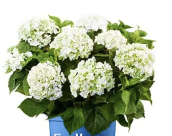 Enlarge photo 27