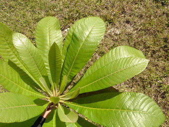 Enlarge photo 33