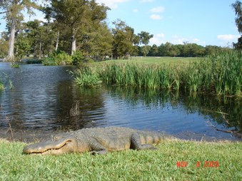 Enlarge photo 30