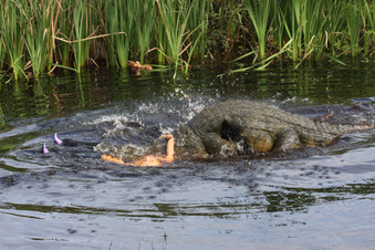 Enlarge photo 86