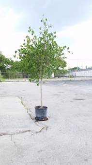 Enlarge photo 36
