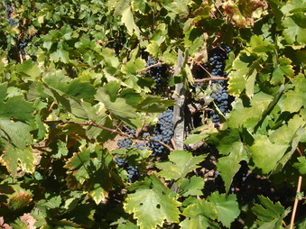 Enlarge photo 162
