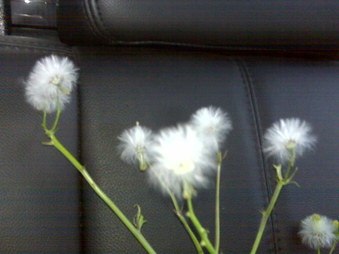 Enlarge photo 44