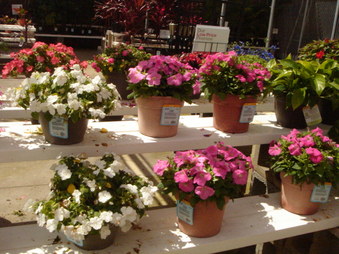 Enlarge photo 33