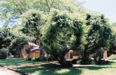 Enlarge photo 35