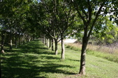 Enlarge photo 256