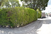 Enlarge photo 296