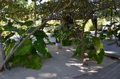 Enlarge photo 64