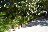 Enlarge photo 71