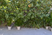 Enlarge photo 75