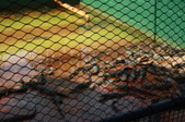 Enlarge photo 97