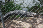 Enlarge photo 145