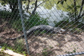 Enlarge photo 148