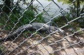 Enlarge photo 146