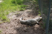 Enlarge photo 149