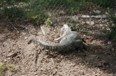 Enlarge photo 151