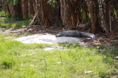 Enlarge photo 154