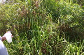 Enlarge photo 168
