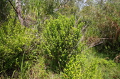 Enlarge photo 171