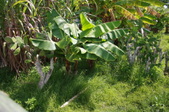 Enlarge photo 176
