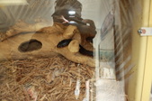Enlarge photo 189