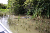 Enlarge photo 52