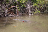 Enlarge photo 84