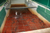 Enlarge photo 91