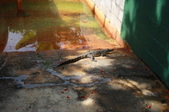 Enlarge photo 93